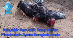Penyakit Penyakit Yang Dapat Membunuh Ayam Bangkok Anda