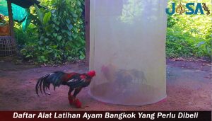 Daftar Alat Latihan Ayam Bangkok