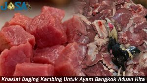 Khasiat Daging Kambing Untuk Ayam Bangkok