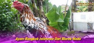 Ayam Bangkok Istimewa Dari Blorok Madu